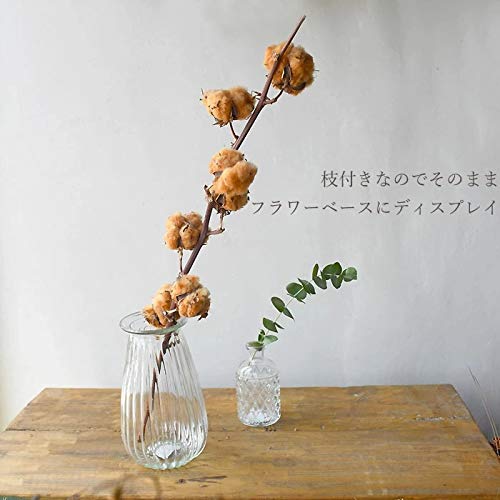 Amazon｜生花ドライ エダモノ コットン 綿 茶色 1本 切花 綿の